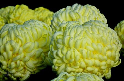 一朵菊花開(kāi)出七種顏色？用手持氣象站促進(jìn)菊花的種植